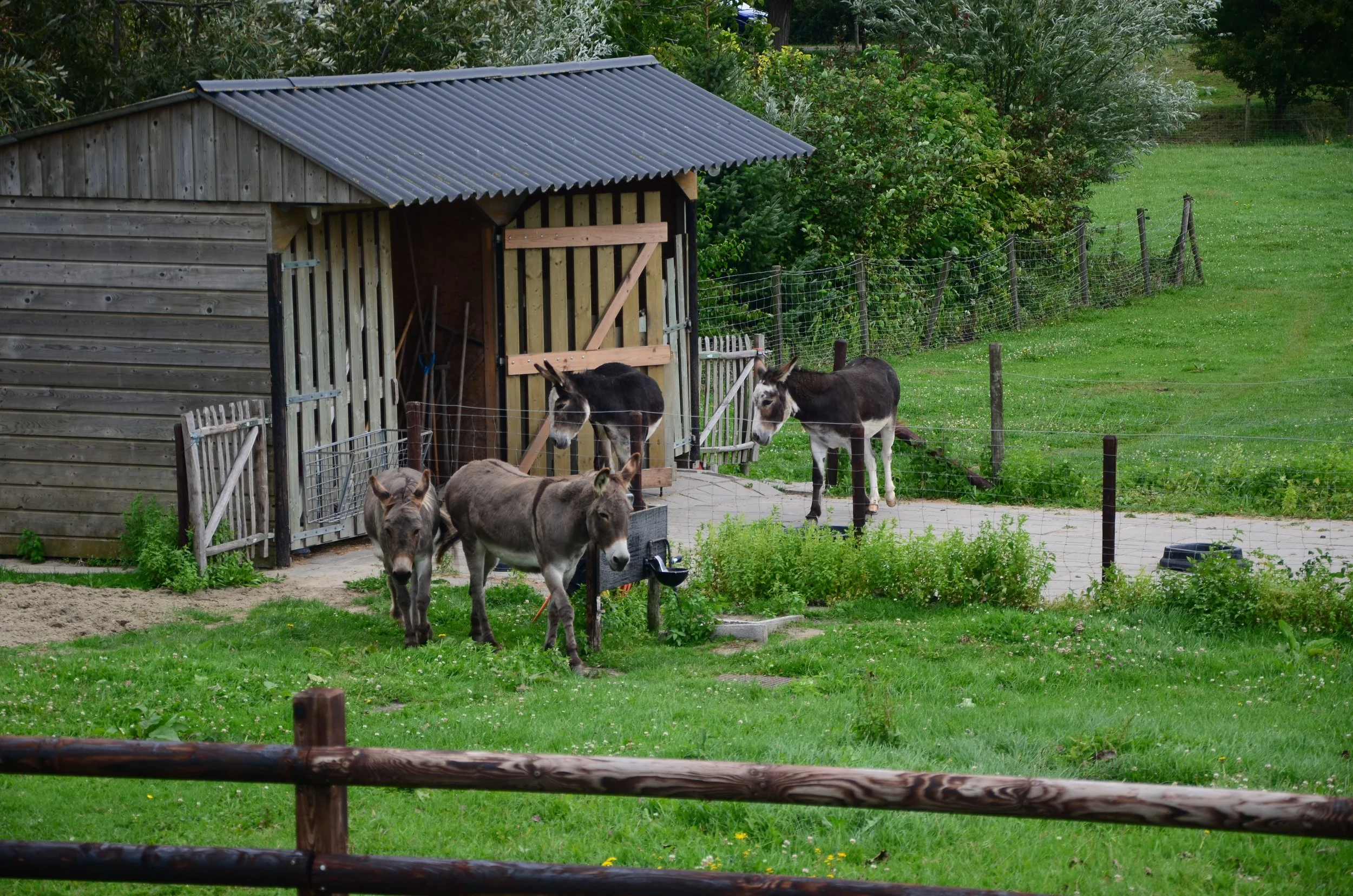 DSC_1763.JPG