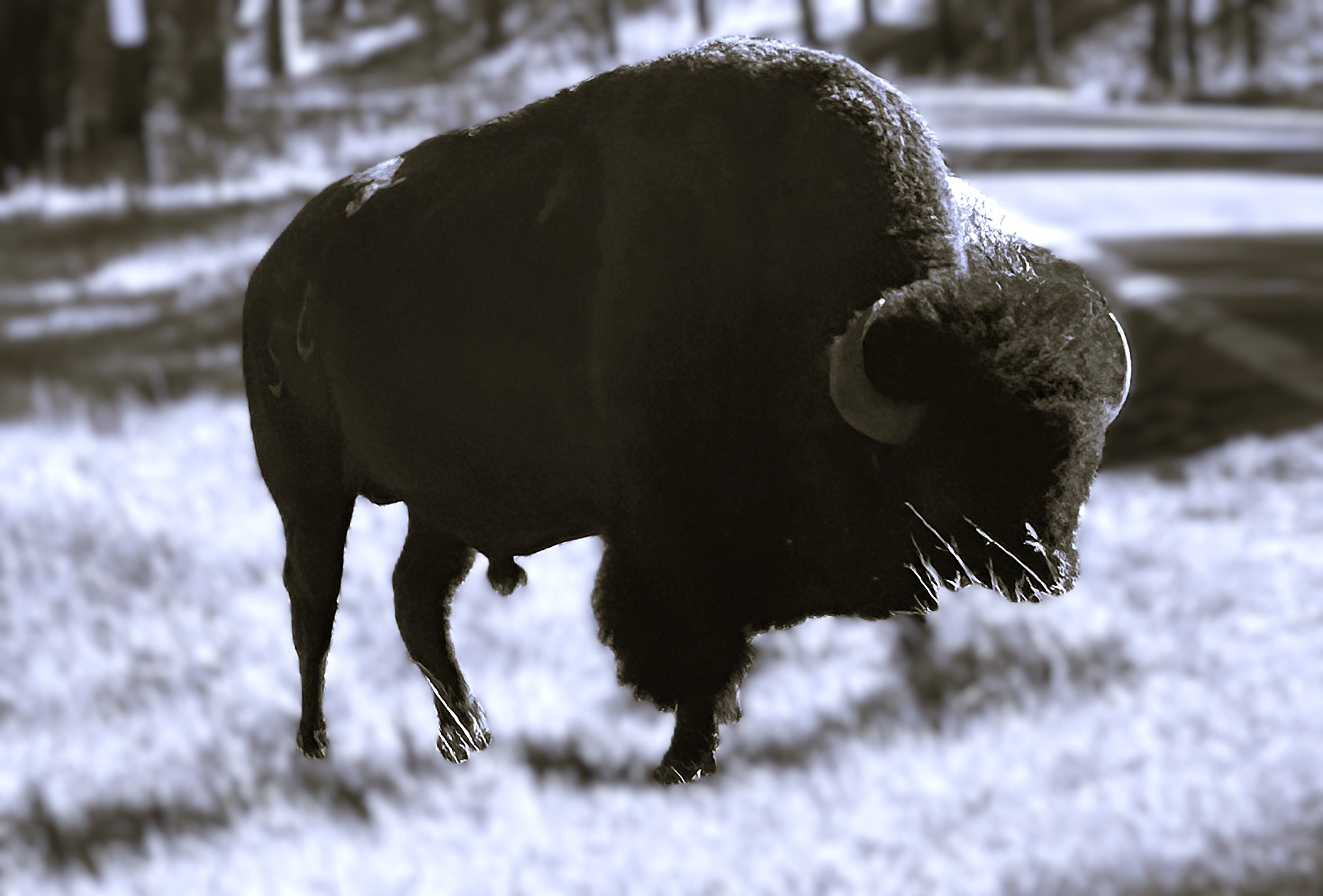   BISON CUSTER STATE PARK SD   