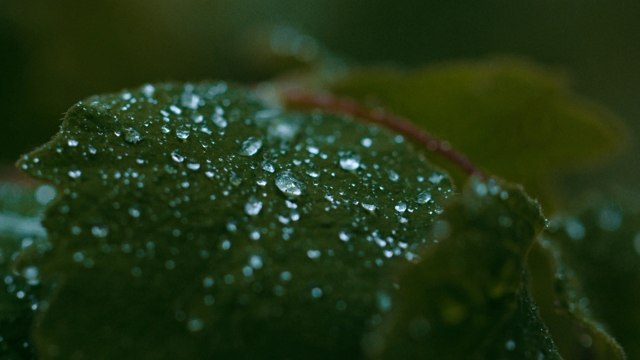 Untitled_1.18.1.jpg