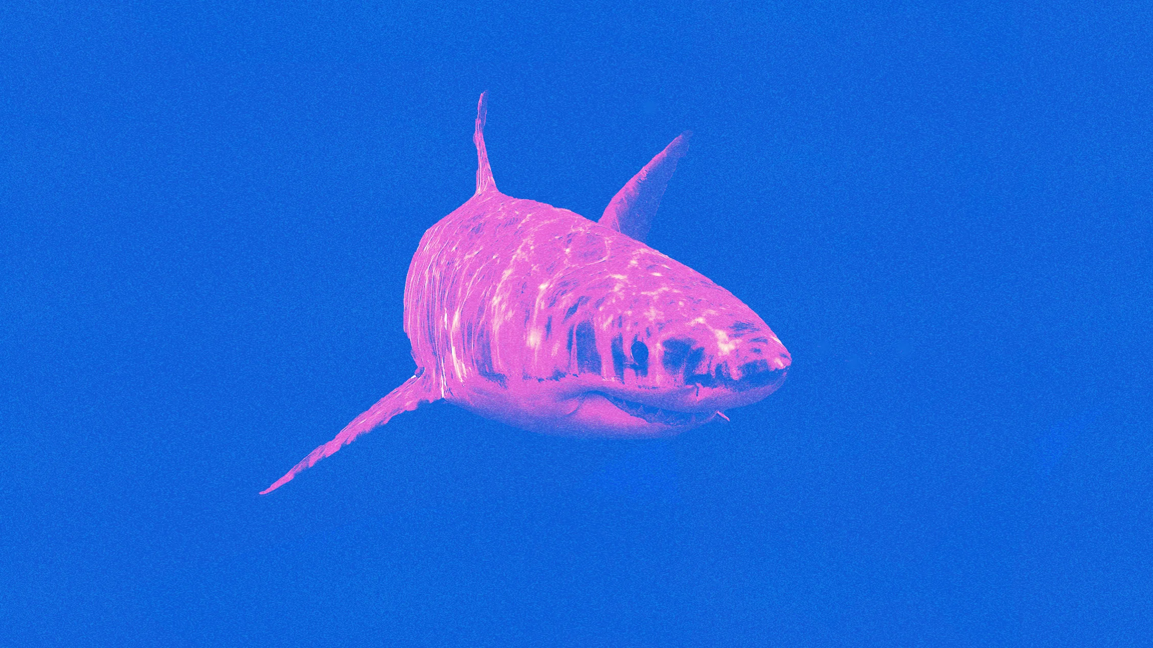 SharkWave_071117_website.jpg