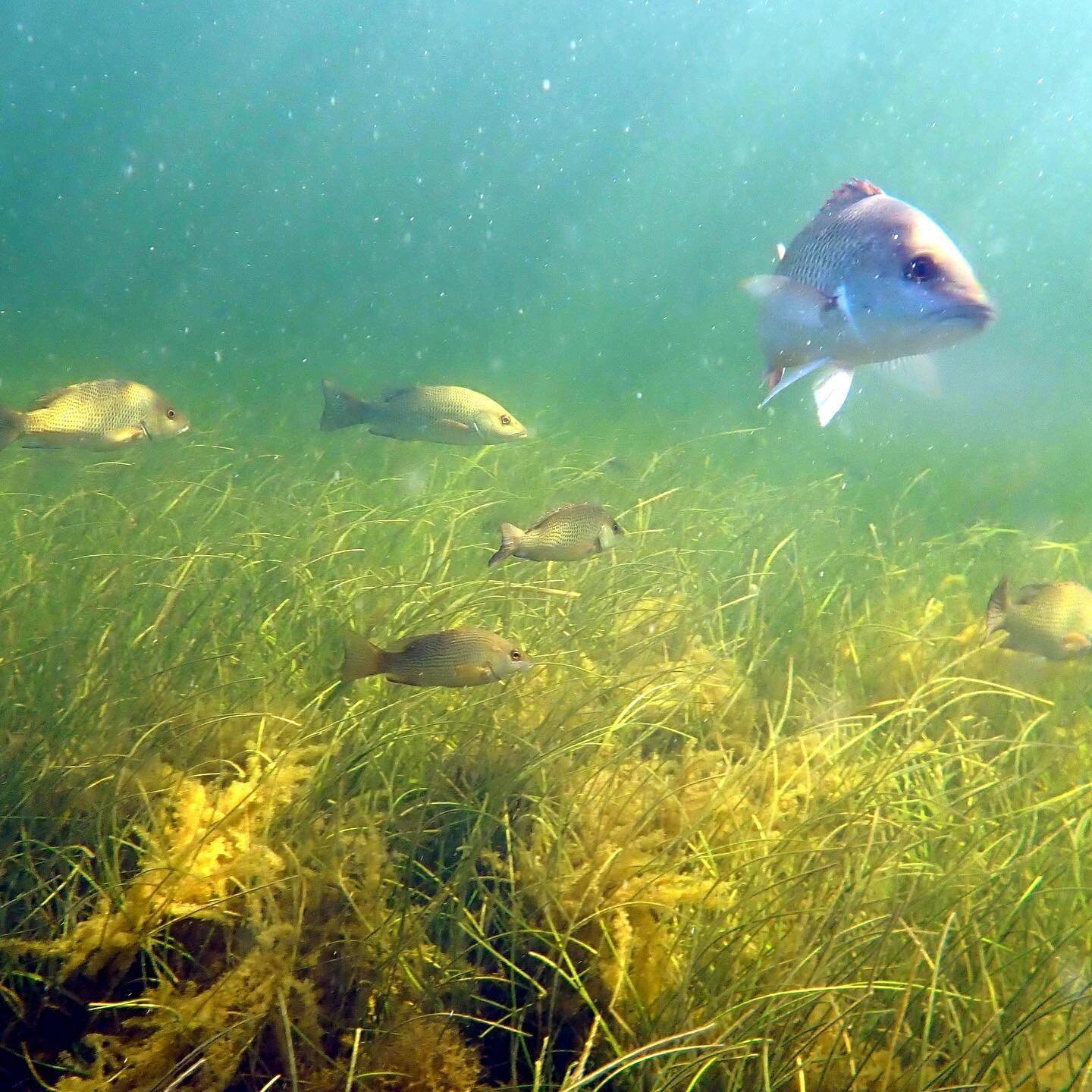 This is a #seagrass appreciation post.  Photo credit: @carolyn_curtin .