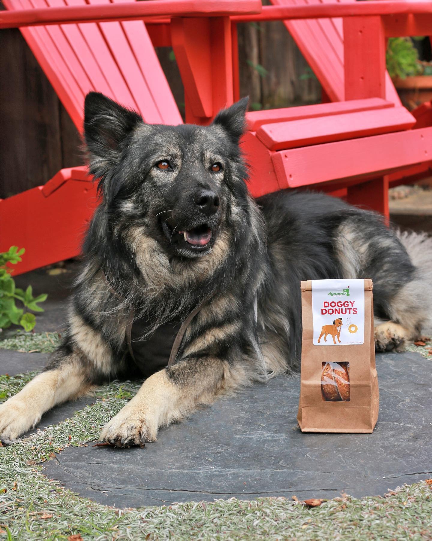 Donuts are for dogs too 🐶&hearts;️🍩

Our Doggy Donuts are made daily to ensure a fresh treat every time!

Grab a bag for your pup and share the donut love 💕