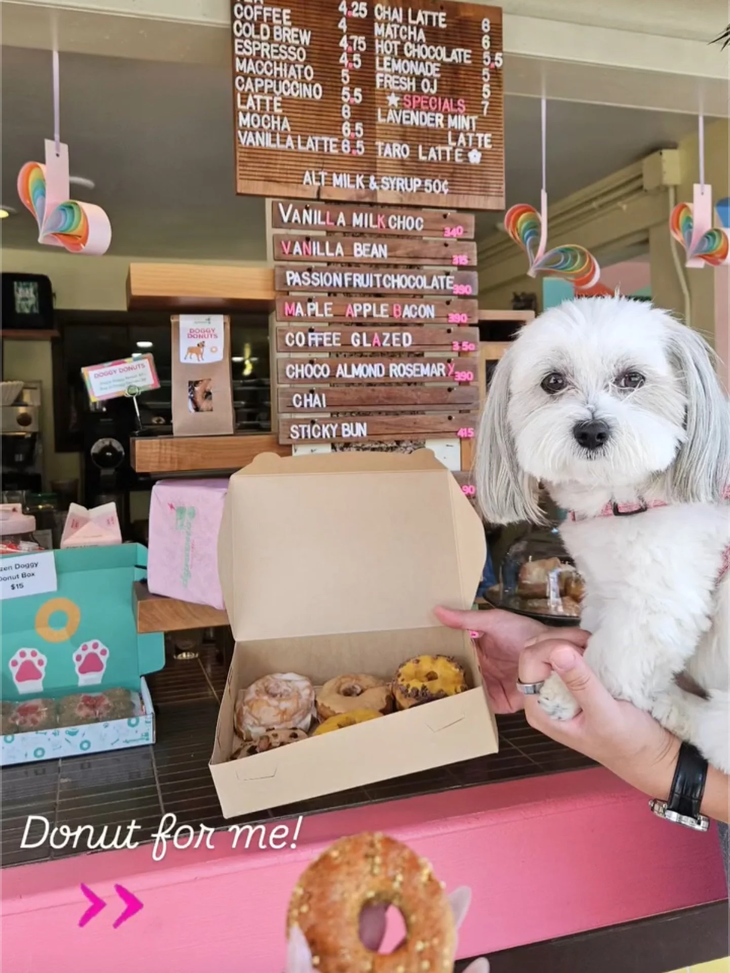 Donuts for everyone! Thanks @tofu.teddy for stopping by! 💕🍩🐶

📸: @tofu.teddy