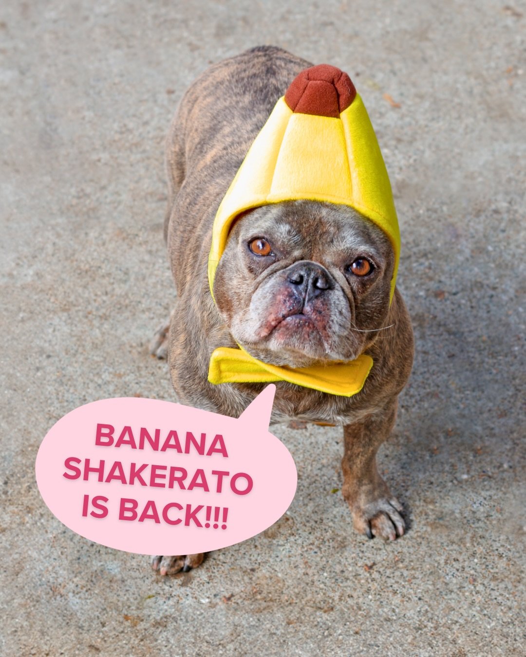 🍌 Banana Shakeratos are back!! 🍌

House-made banana oat milk, a shot of espresso, and just a touch of sweetness shaken with ice.
We&rsquo;re making the batch of banana milk every morning so it&rsquo;s super fresh - and super limited.
First come, fi