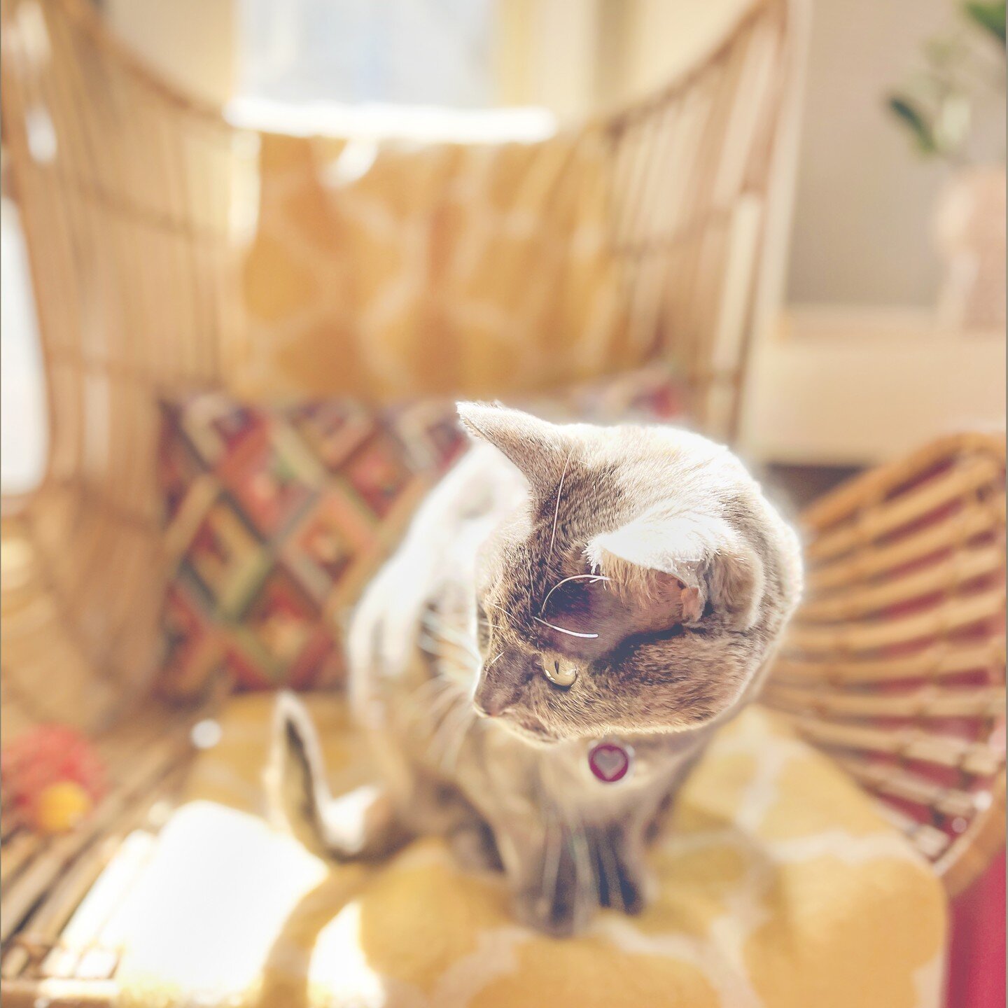 Someone found a warm &amp; cheery spot on a chilly October day. I'm tempted to do the same! 

#catsofinstagram #interiordecor #interiordecorating