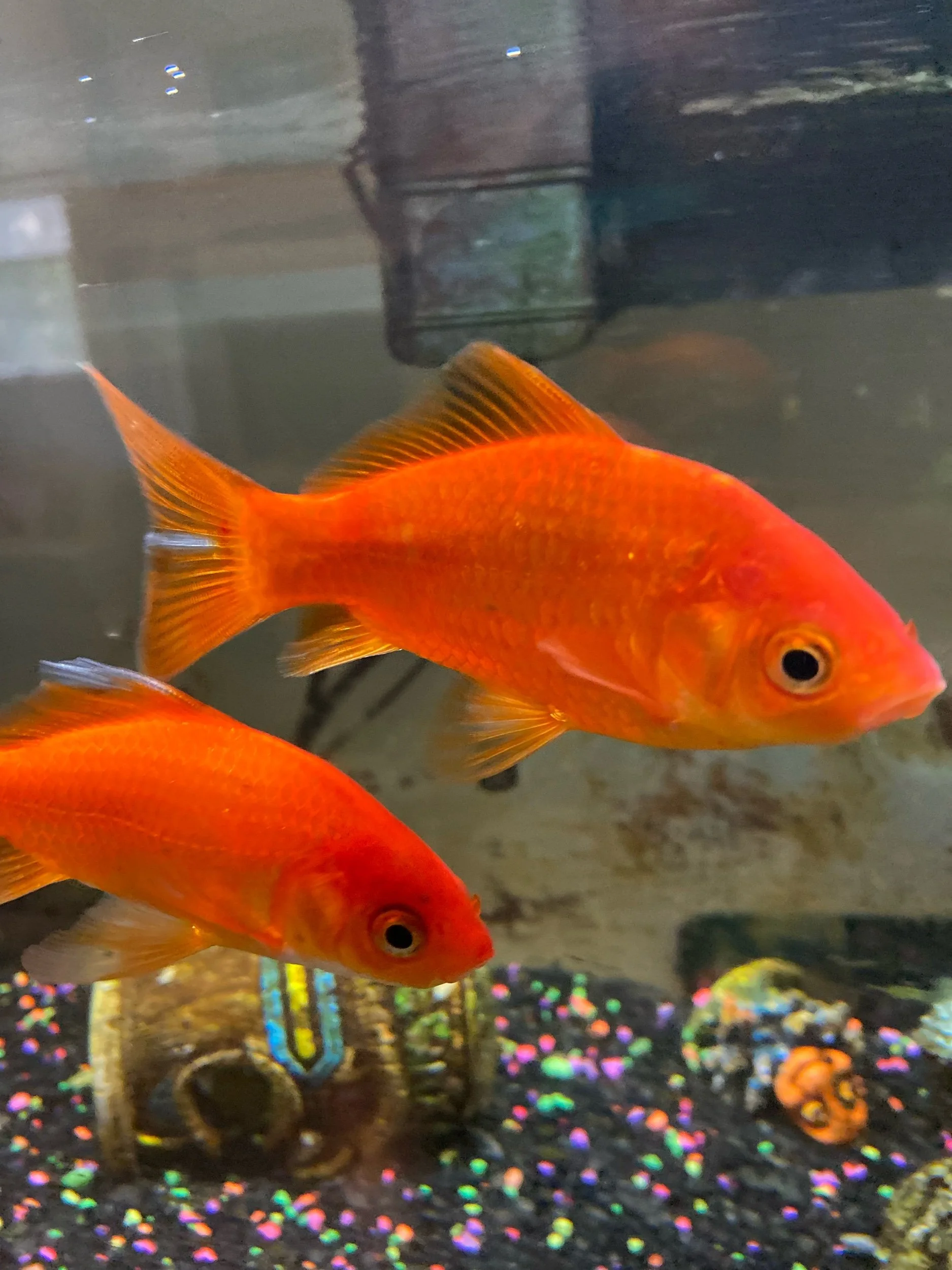 Saving Eleanor and James