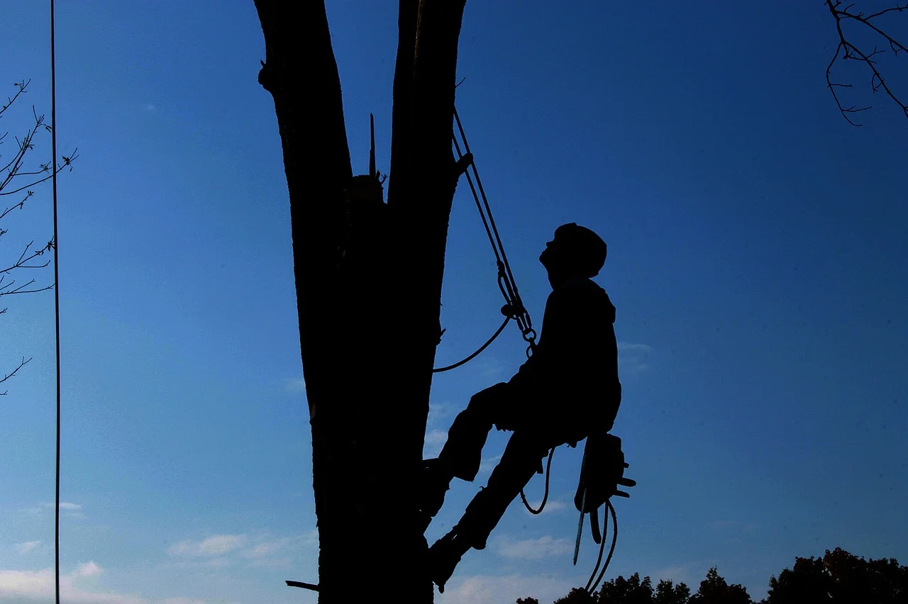 tree-service-1059484_1280.jpg