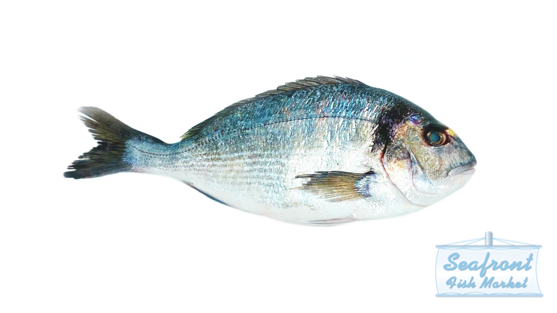 seabream.png