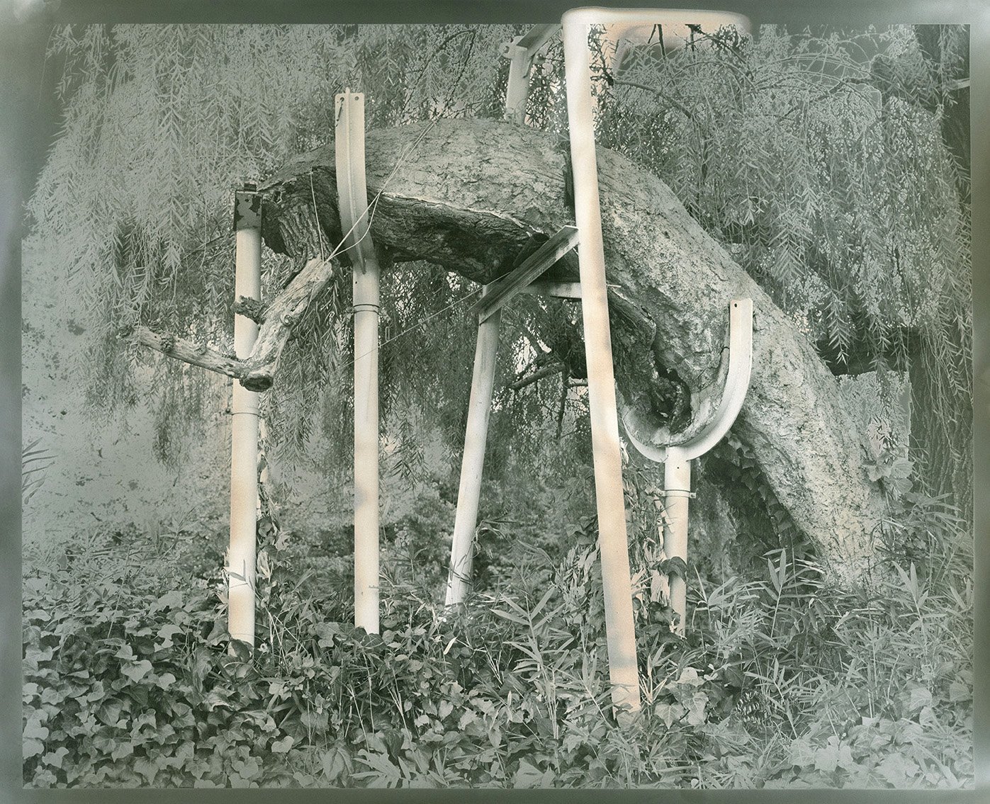 elin o’Hara slavick, A-Bombed Weeping Willow Tree, Hiroshima, 2019