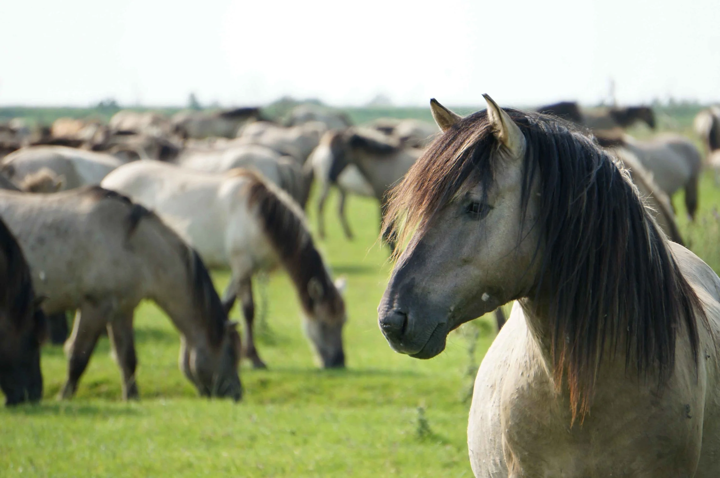 Wild horses at Oostvaardersplassen, Netherlands