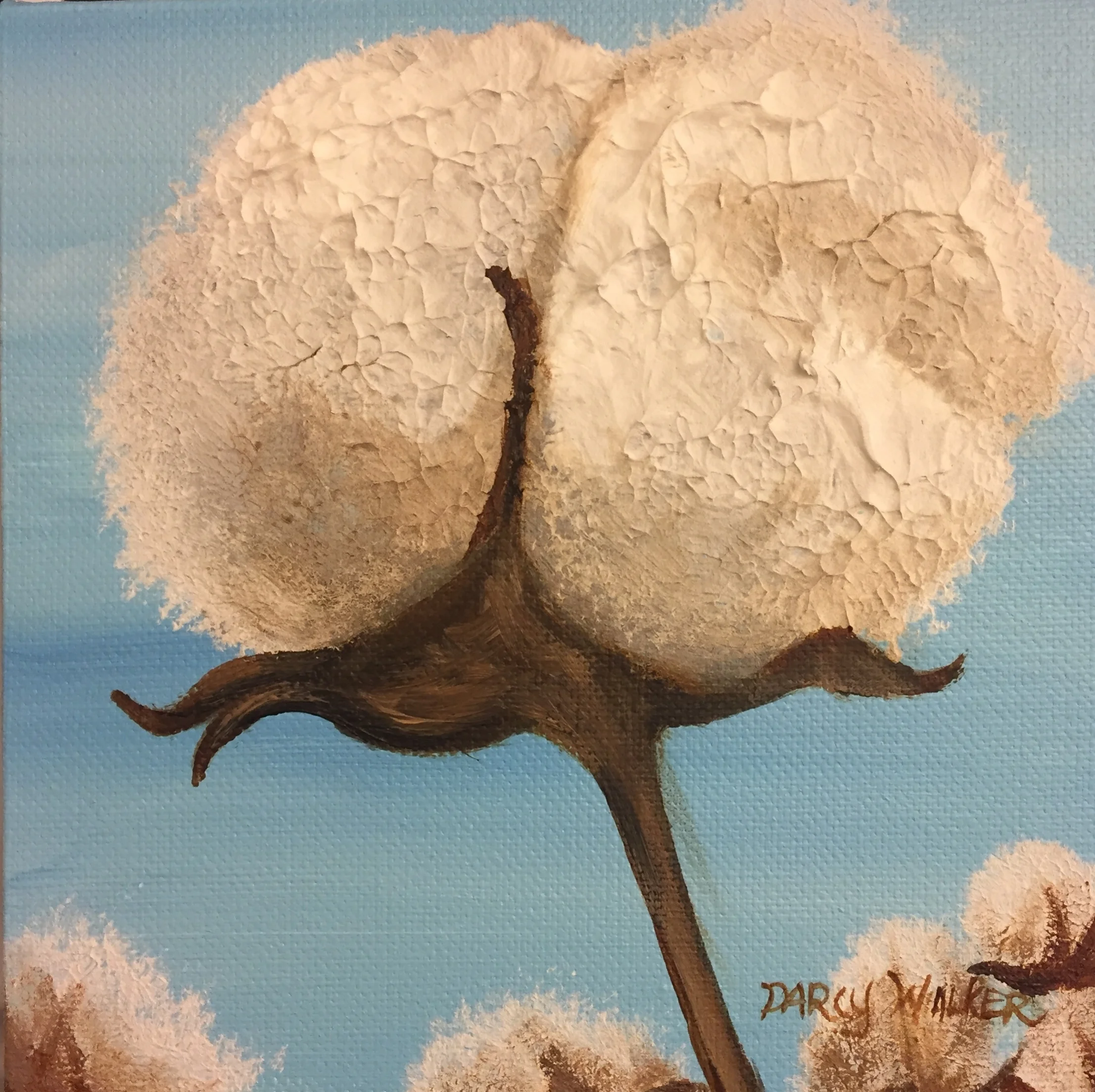 Cotton Boll