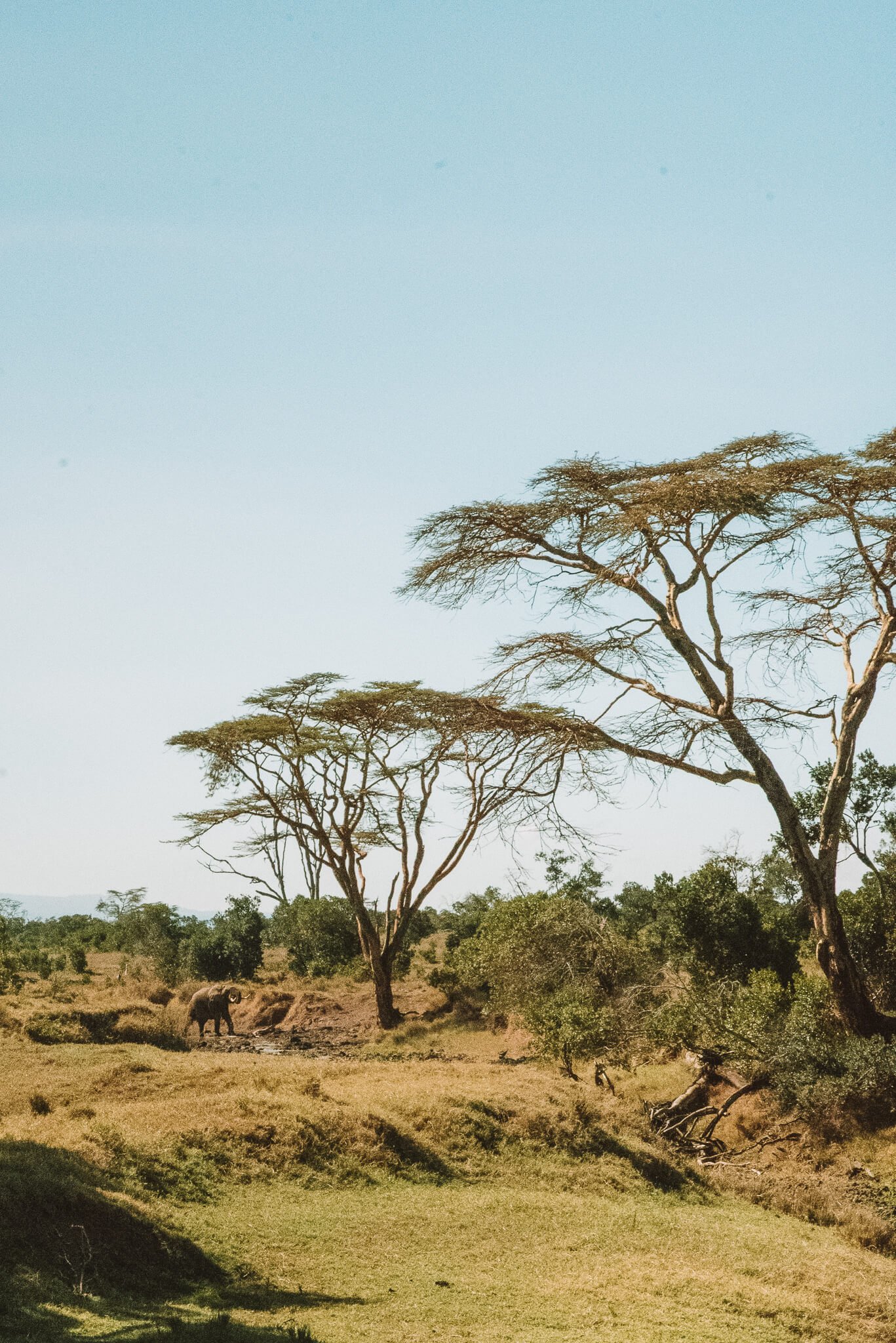 Elephant drinking at the river