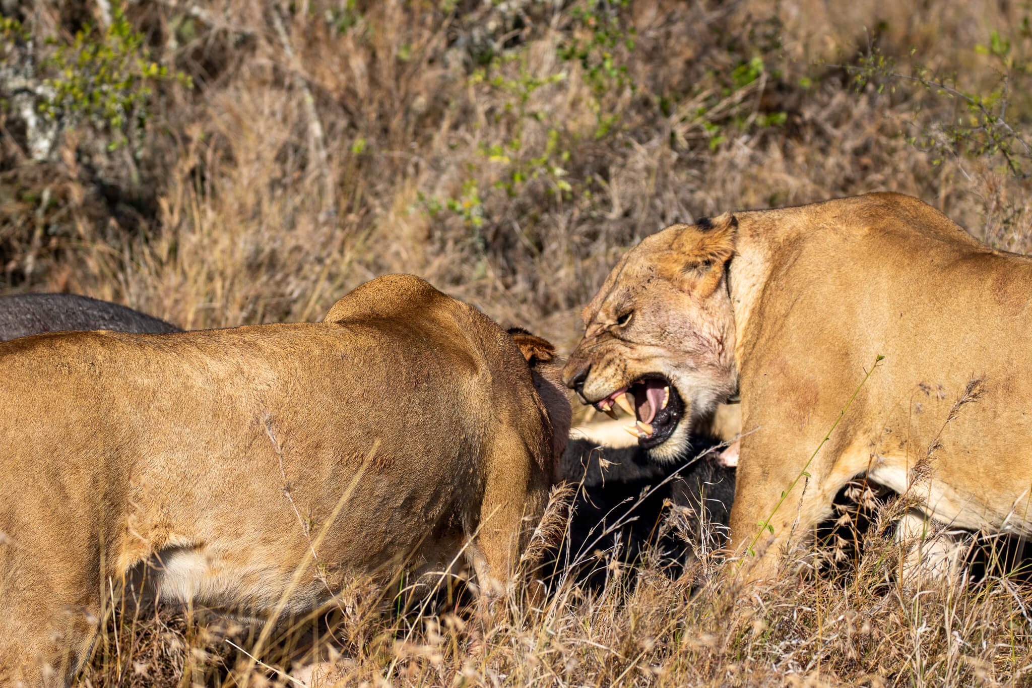 July Kenya Safari: lions on a buffalo kill on Ol Pejeta