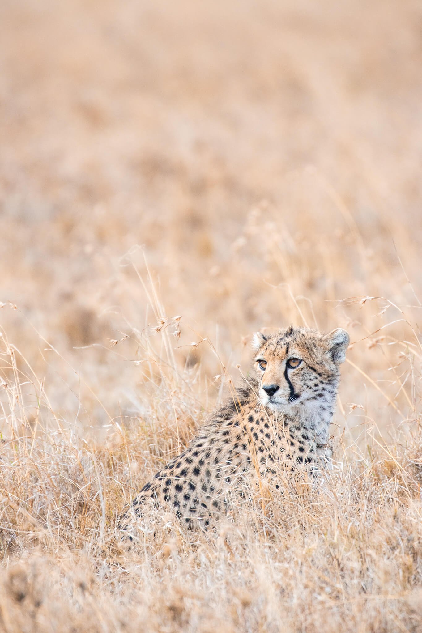 July Kenya Safari: Cheetah on Ol Pejeta