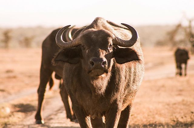 We hit a rather stubborn roadblock on the way home 🐃 #africanroadblock