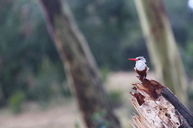 There is nothing better than a bush walk; to hear the birds calling in the trees in the early morning and the smell of fresh dew on the grass. A beautiful kingfisher in search of a morning meal 🍂