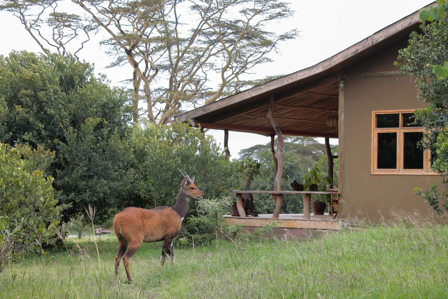 Bushbuck and C2.jpg