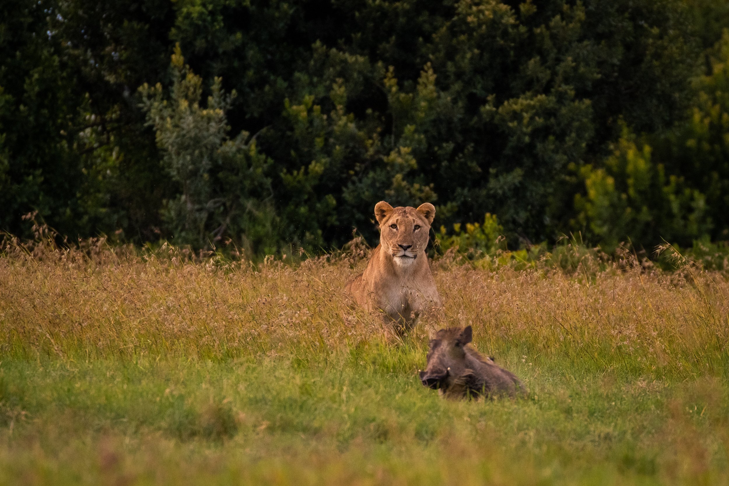 Lions hunting in May on an Ol Pejeta safari