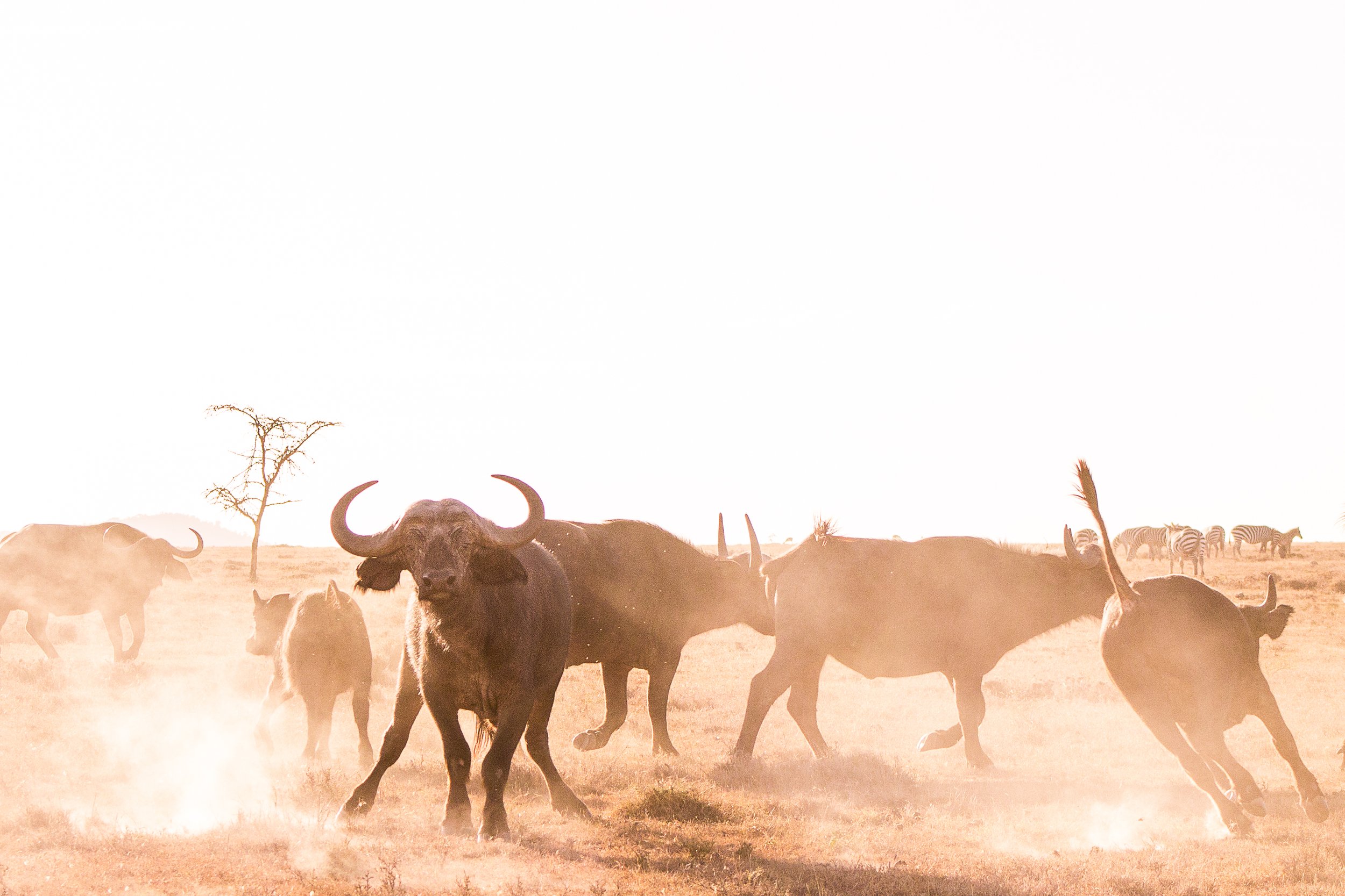 Dusty plains on a Kenya March Safari