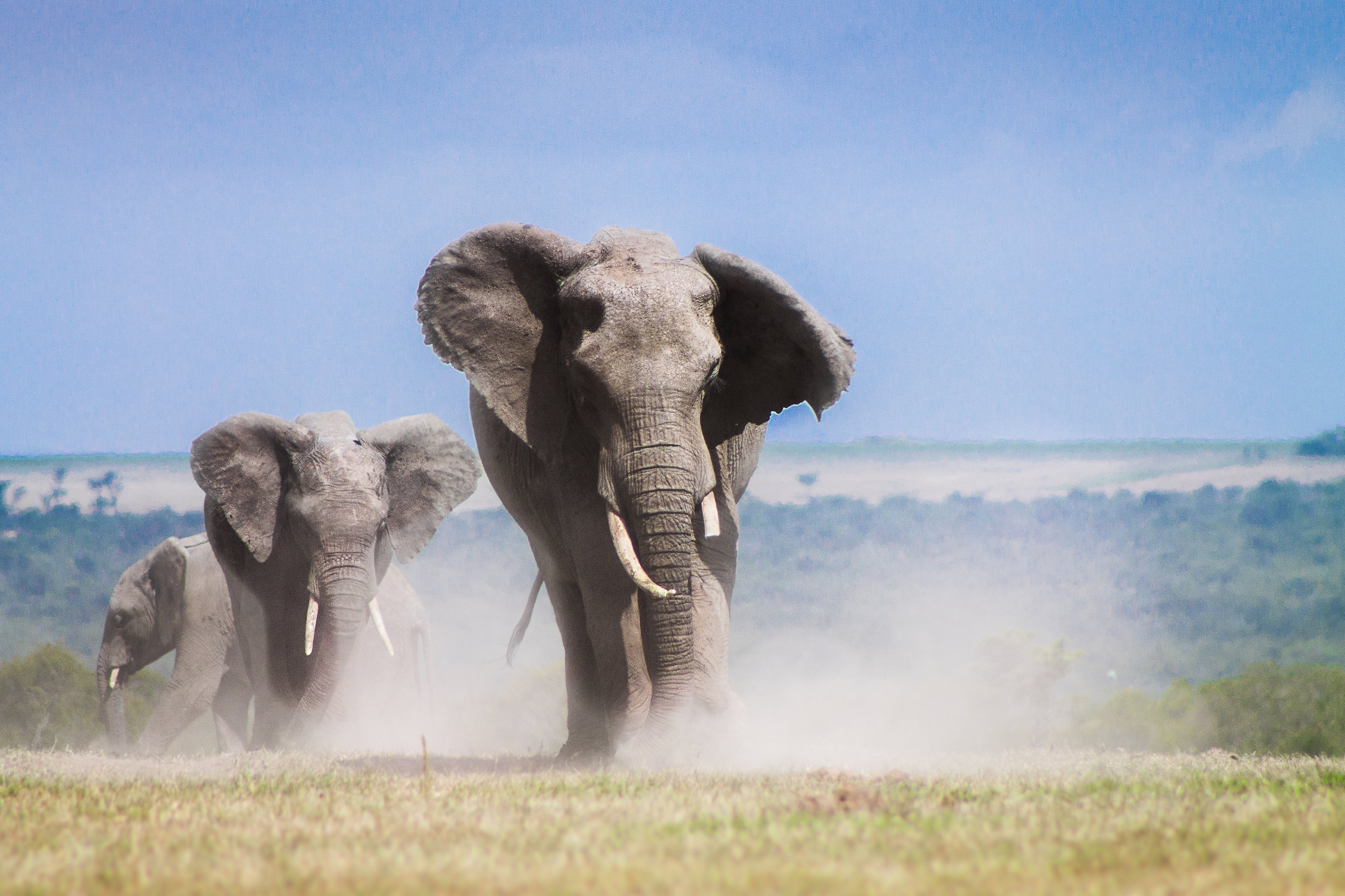 Elephants on a June Kenya safari to Ol Pejeta Safari Cottages