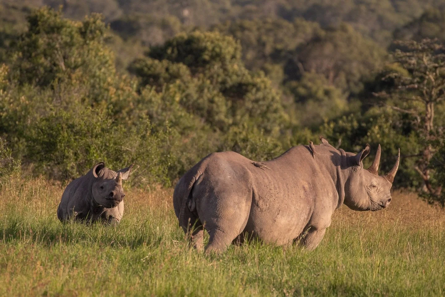 It is with thanks to the establishment of conservation organisations like @olpejeta and stricter laws on poaching that black rhinos numbers have risen from around 400 to over 1,000 individuals since the 1980s and the country is now home to 80% of the