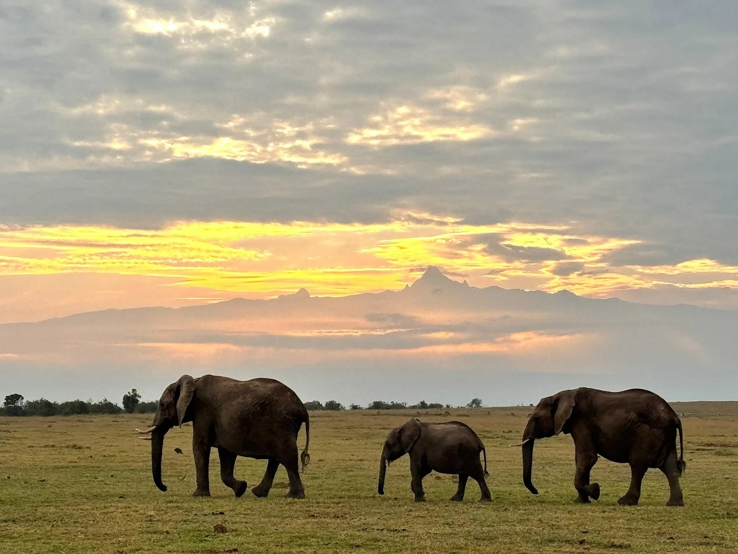 Classic Ol Pejeta iPhone scenes out there today with @annettebulman &amp; we love to see it 🙌🏻

.
#kenya #olpejeta #mtkenya #kenyasafari