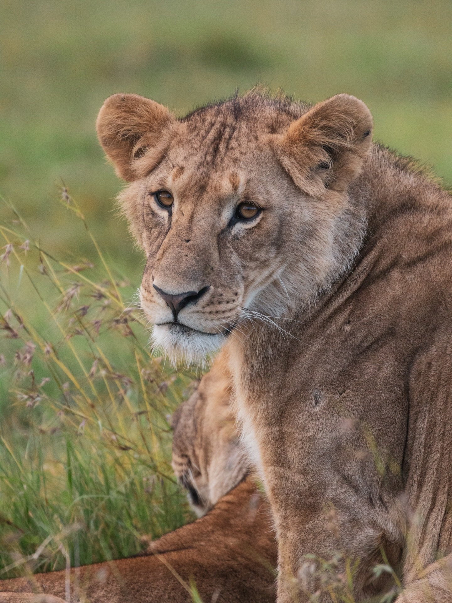 From humble beginnings as a cattle ranch to a world-famous safe haven for wildlife including endangered and critically endangered animals and one of the country&rsquo;s best safari destinations (if we do say so ourselves). Head to our latest blog to 