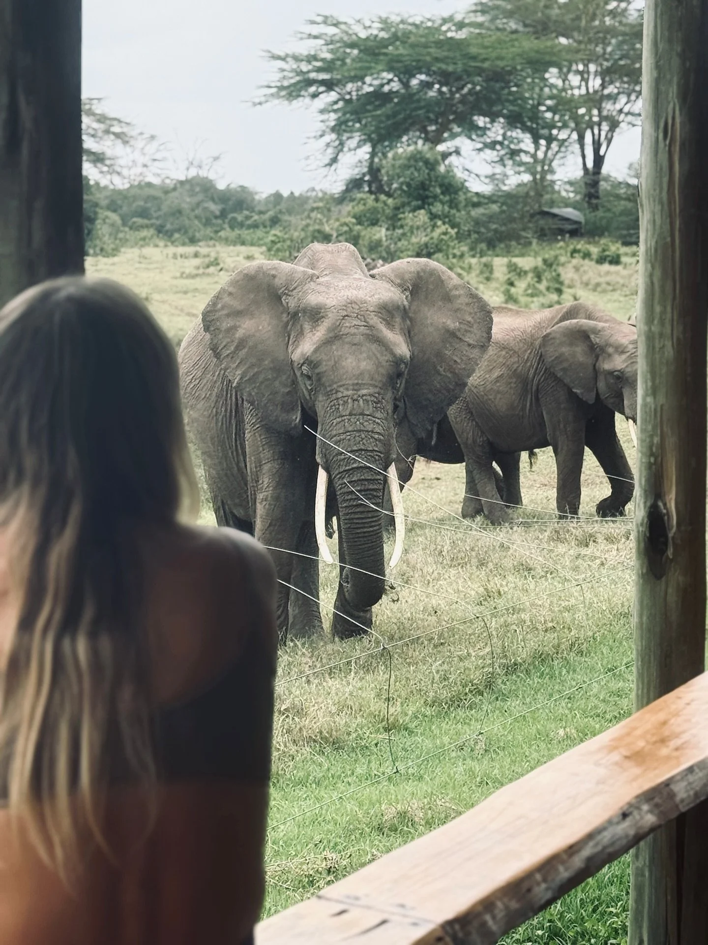Time pauses in the presence of giants 🙏🏻 We&rsquo;ve been living amongst these incredible creatures our entire lives and, when we hear that familiar rumble and trumpet signalling their arrival, we&rsquo;ll still drop what we&rsquo;re doing to enjoy