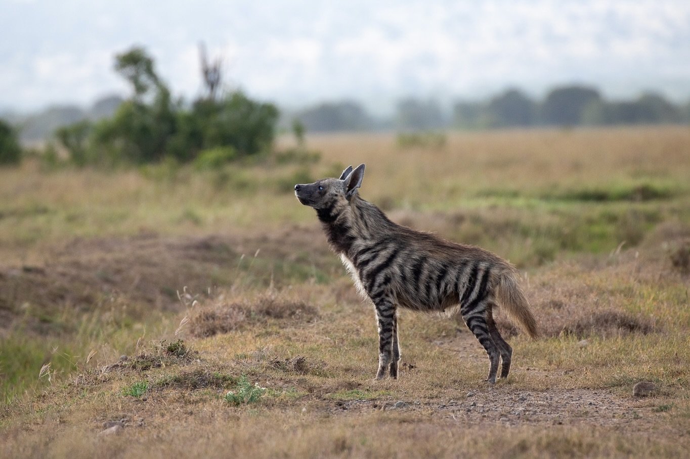 On the way back from a supply run last week Andy returned home to a beautiful, stripey surprise 🙌🏻

.
#stripedhyena #olpejeta #kenyasafari #thesafaricottages
