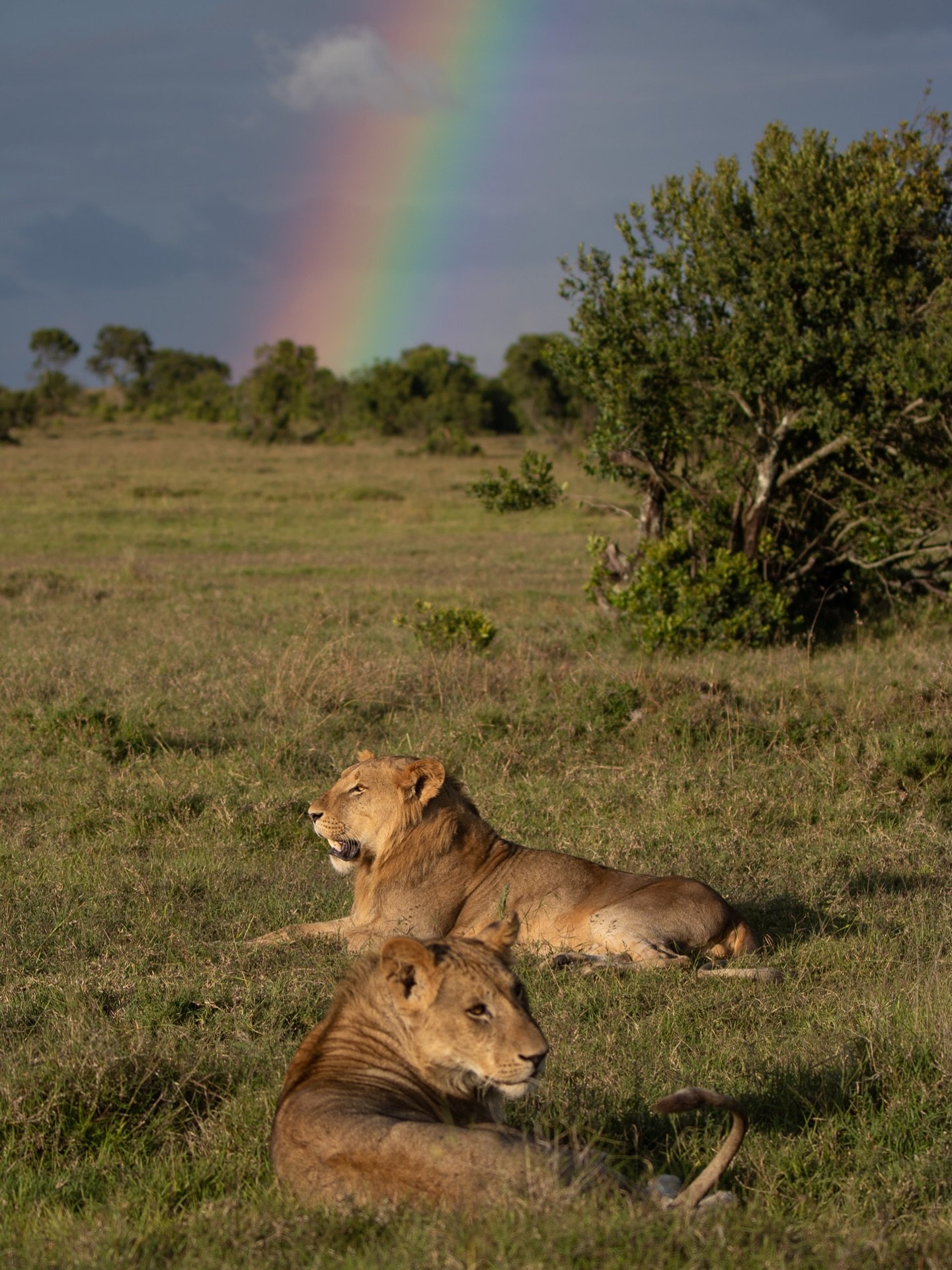 After the rain comes the rainbow 🌈

.
📸 @yoga_for_the_wild