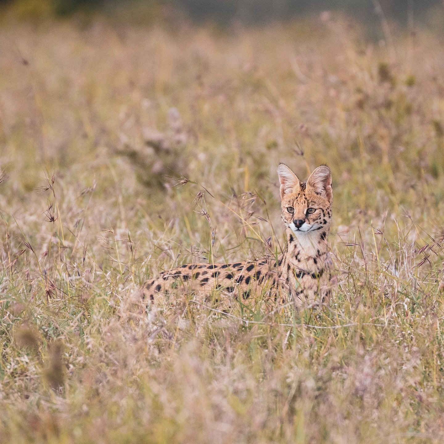 It&rsquo;s a good month for cats on Ol Pejeta! As well as lion, cheetah and leopard our guests last week spent 20 minutes watching this beautiful serval hunting in the grass, completely unfazed by their presence ❤️

.
#serval #kenyasafari #olpejeta #