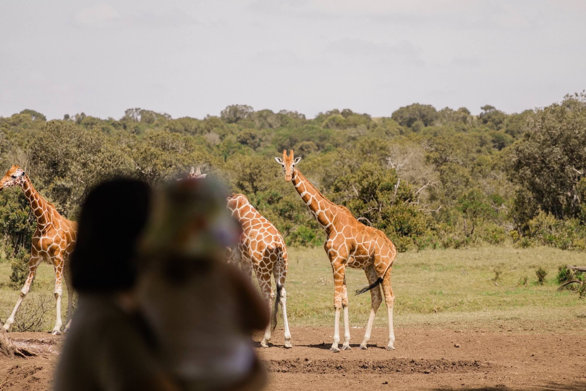 kenya_safari_holiday_giraffe_addie_2.jpg