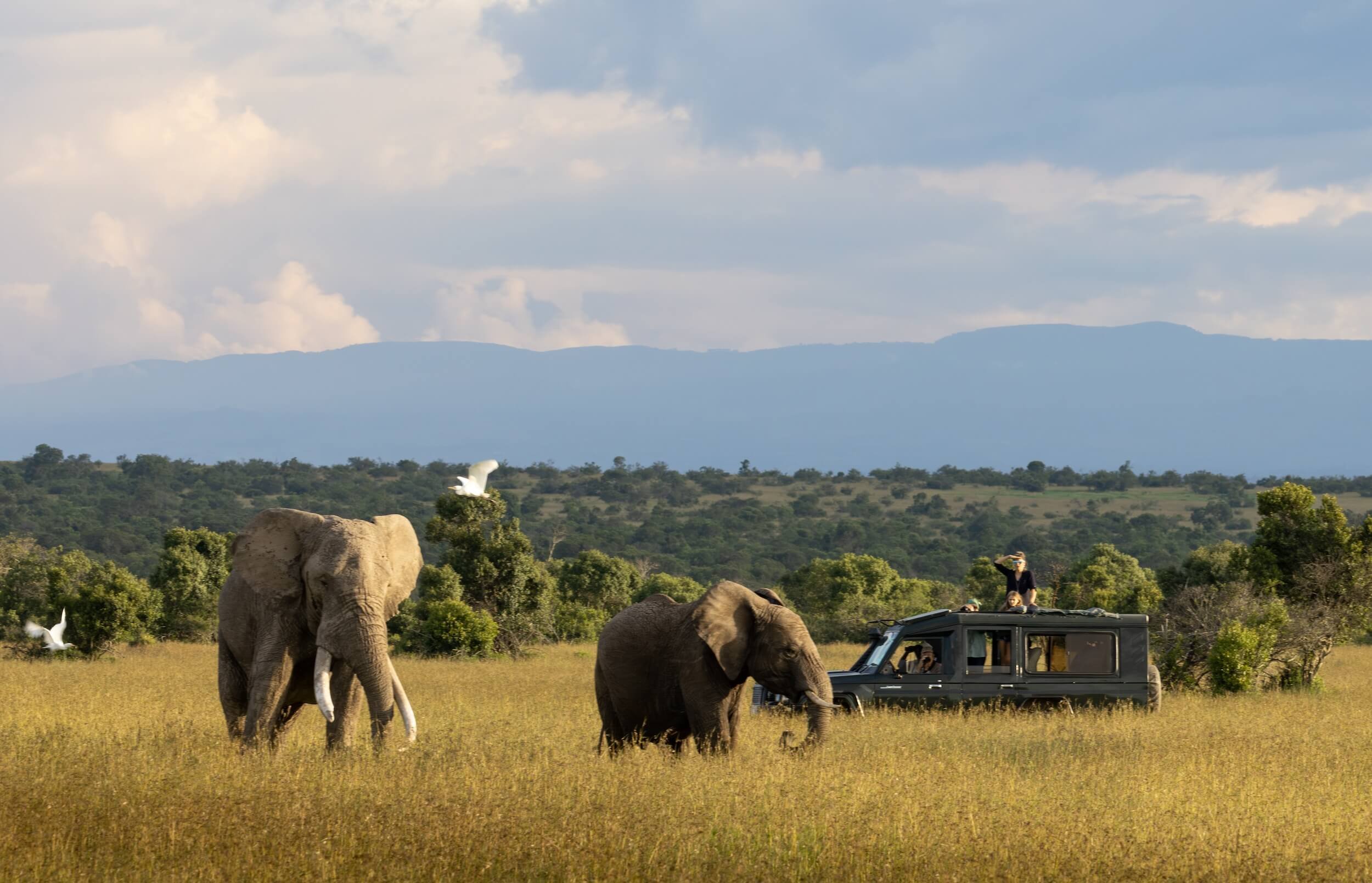 eles_drive_kenya_safari_holiday_ol_pejeta.jpg