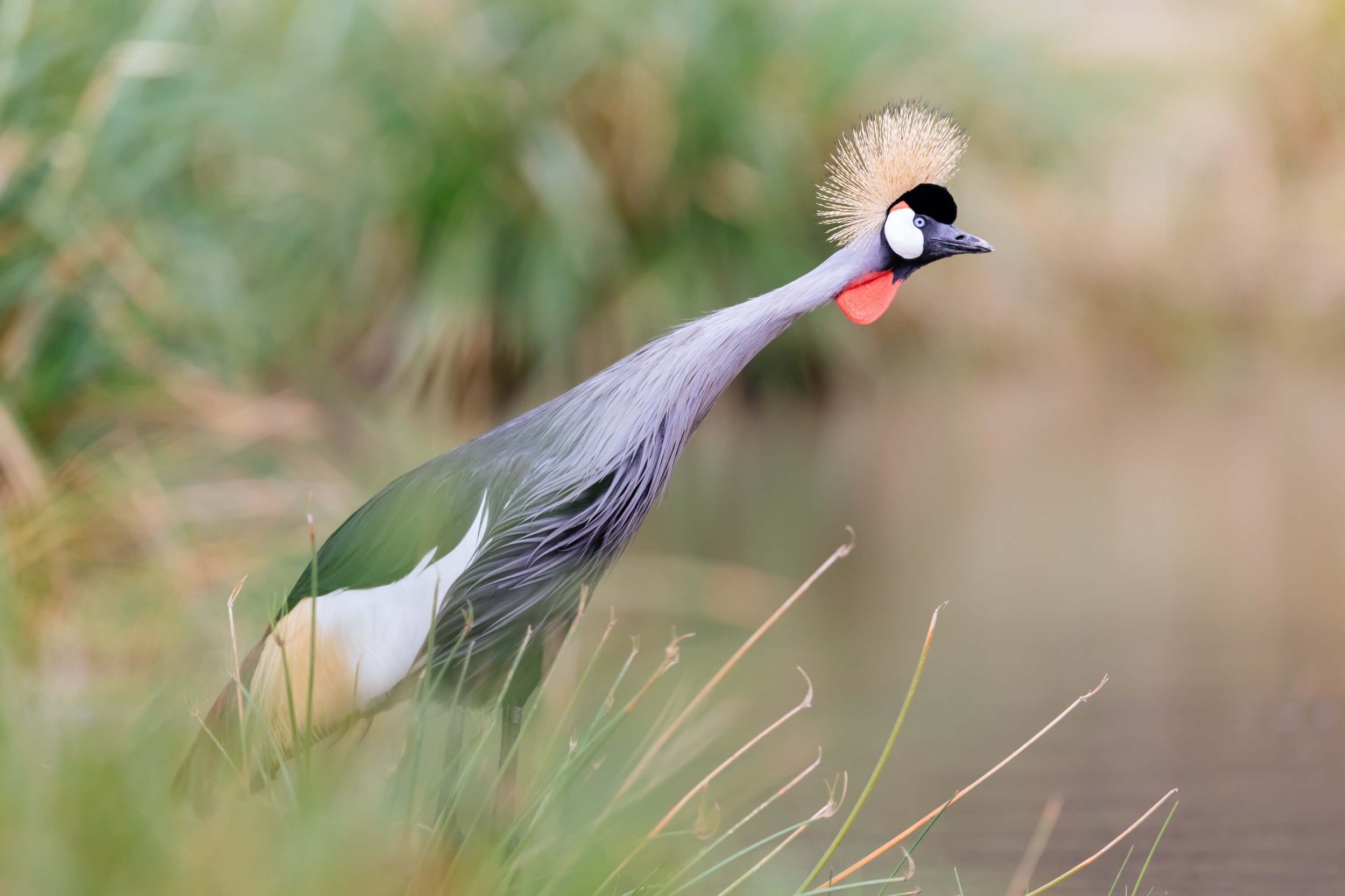 Birdwatching at Ol Pejeta Conservancy: A Seasonal Guide