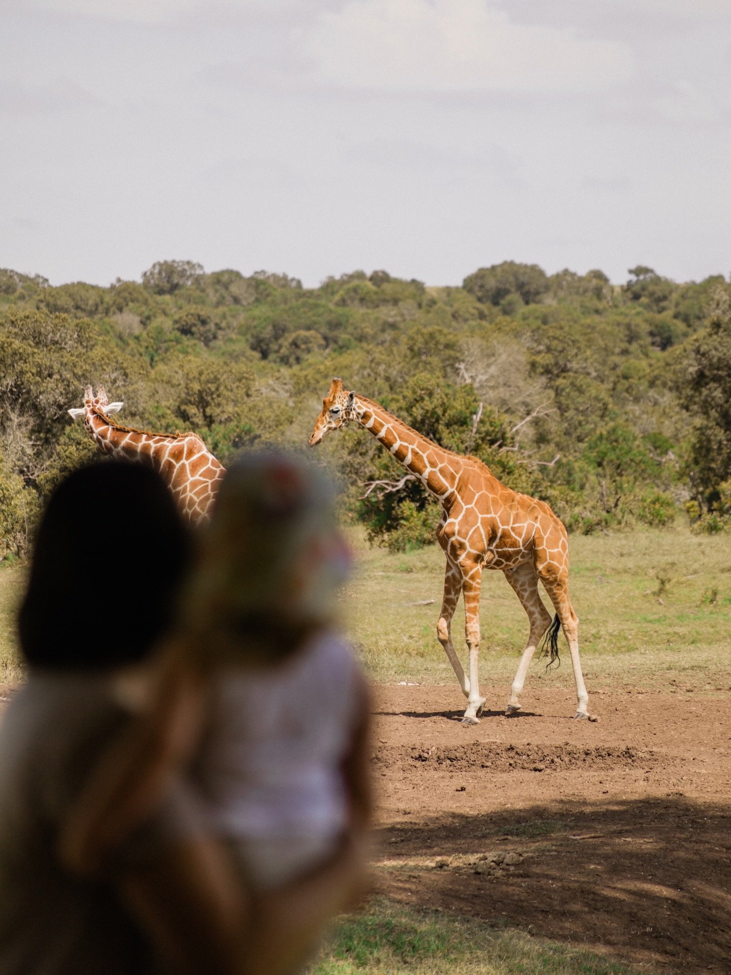 Sometimes it pays to skip the morning game drive, take a little walk around the property looking at bugs and footprints and have a tea party on the deck instead🦒 

This is slow travel and it&rsquo;s the best kind.

.
#slowtravel #familysafari #olpej