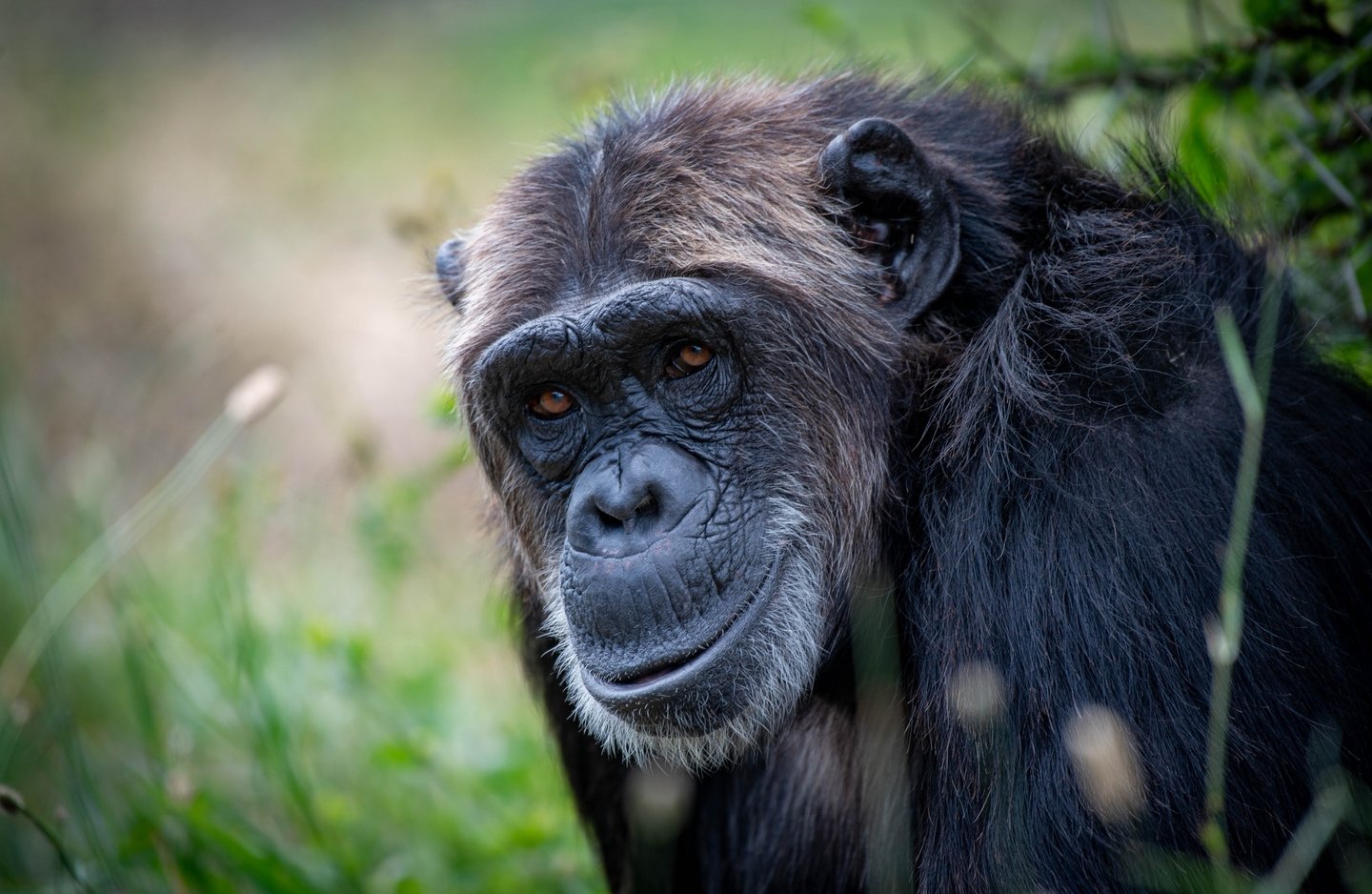 The Sweetwaters Chimpanzee Sanctuary on Ol Pejeta was opened in 1995 under the request of Dr Jane Goodall. It is home to 35 orphaned and rescued chimpanzees and a visit here during your safari Ol Pejeta gives you the unique opportunity to learn more 