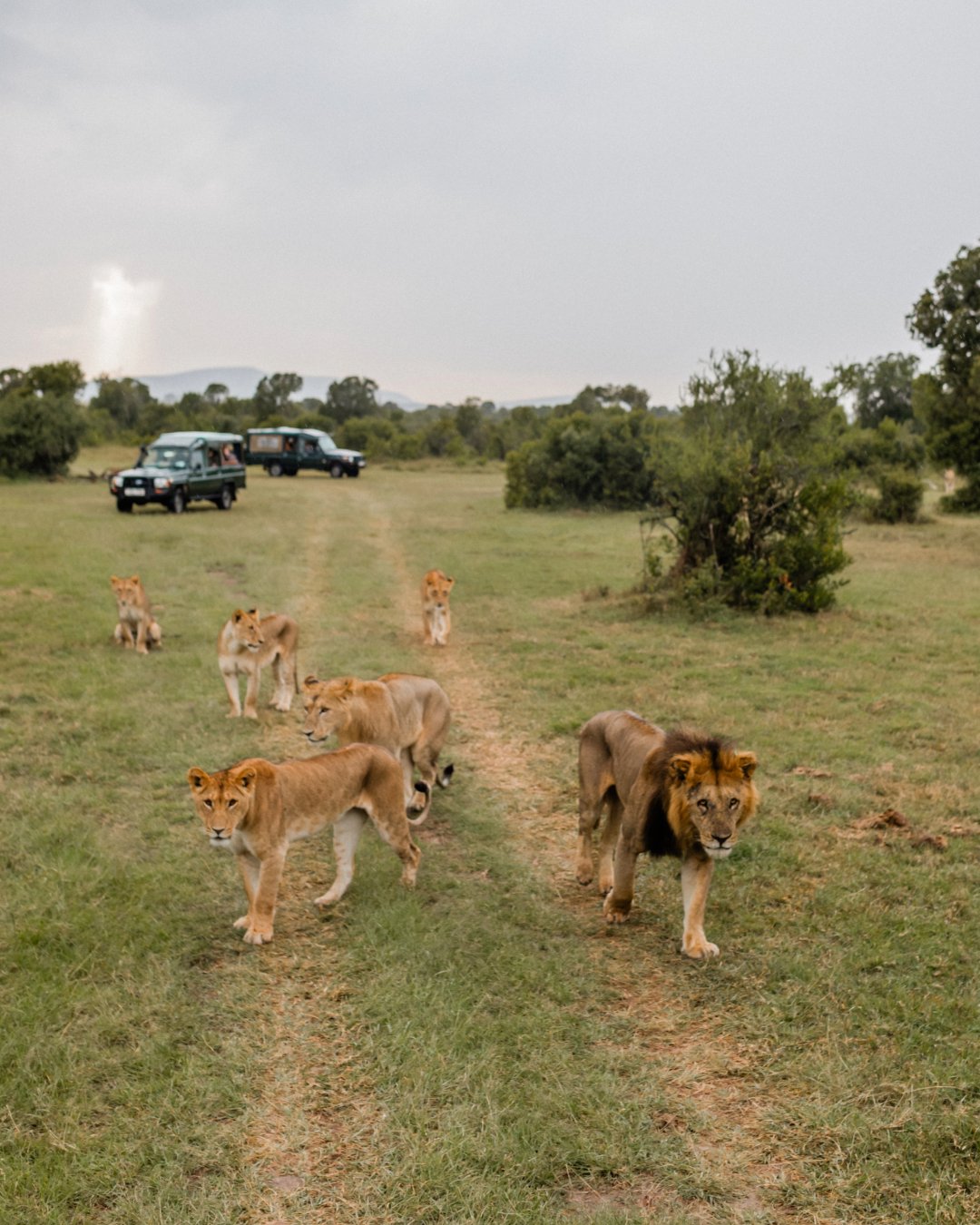 There is nothing quite like watching a pride of lions move with purpose across open ground. And the moment these powerful creatures lock eyes with you is one you won't forget in a hurry!

Ol Pejeta Conservancy is a safe haven for these wild lions and