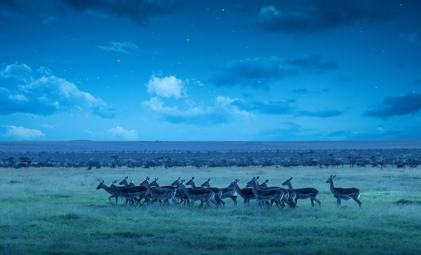 The bush after dark belongs to entirely different animals. Genets, aardvarks, nightjars, leopard. The spotted hyena clans are doing what hyenas do and lions are prowling across the plains searching for their next meal. 

We conduct night drives for o