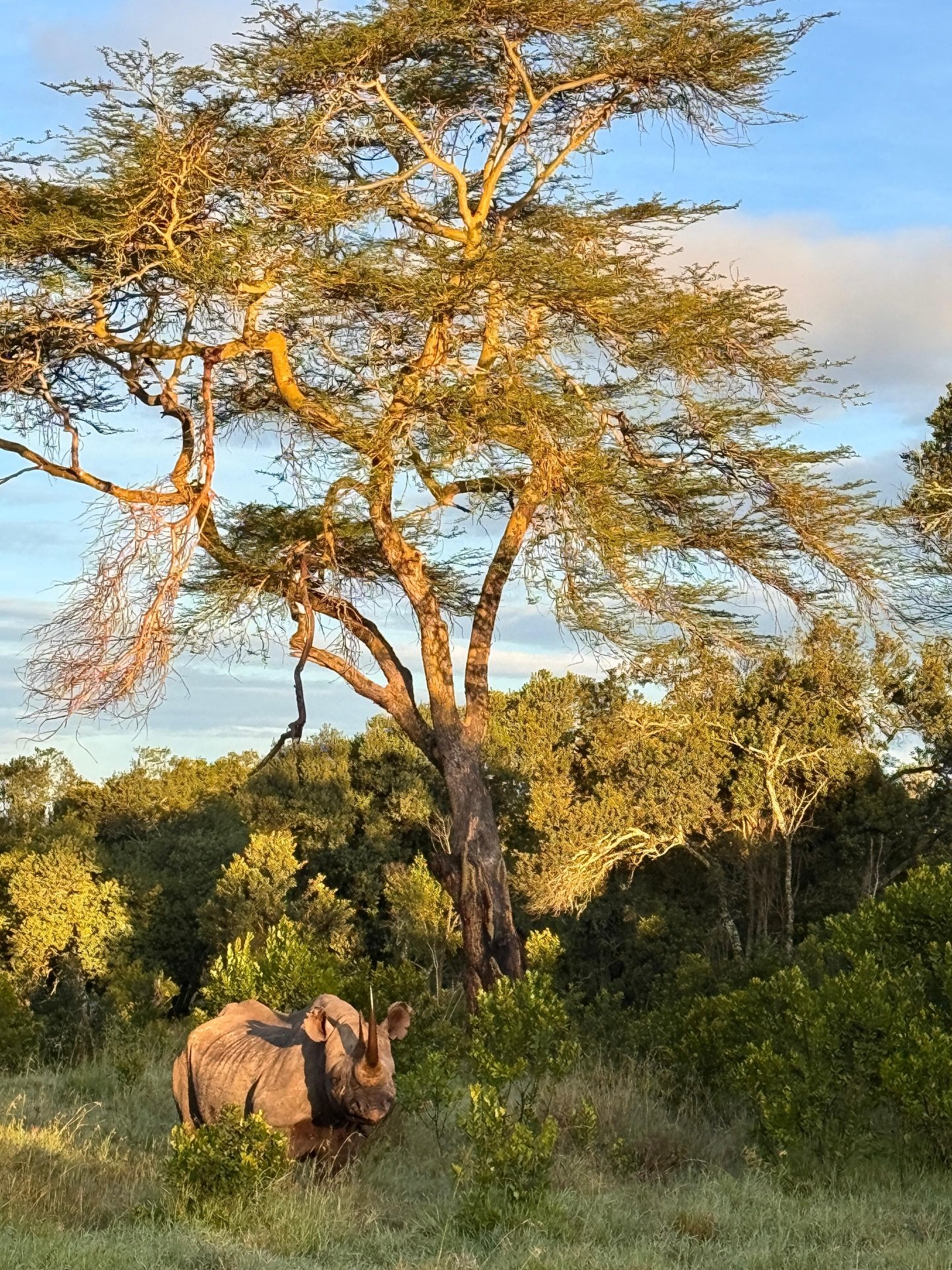 Ol Pejeta is home to 171 black rhinos. This is the largest population in East Africa! These are not gentle, docile animals - they are solitary, territorial and formidable. A close encounter with a black rhino in the bush is not one you&rsquo;re quick