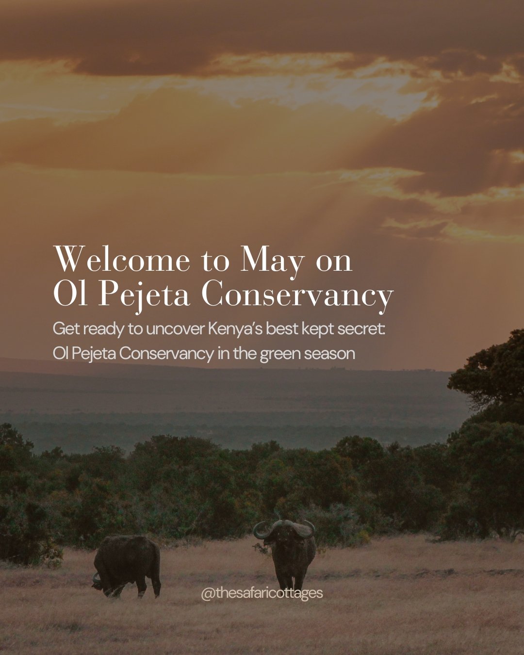 The Magic of May!! 

The conservancy is green, fresh and dramatic, prices are at their lowest, and there are mornings here where you won't see another vehicle for hours. 

We have a limited number of May dates left. If you've been thinking about it, 