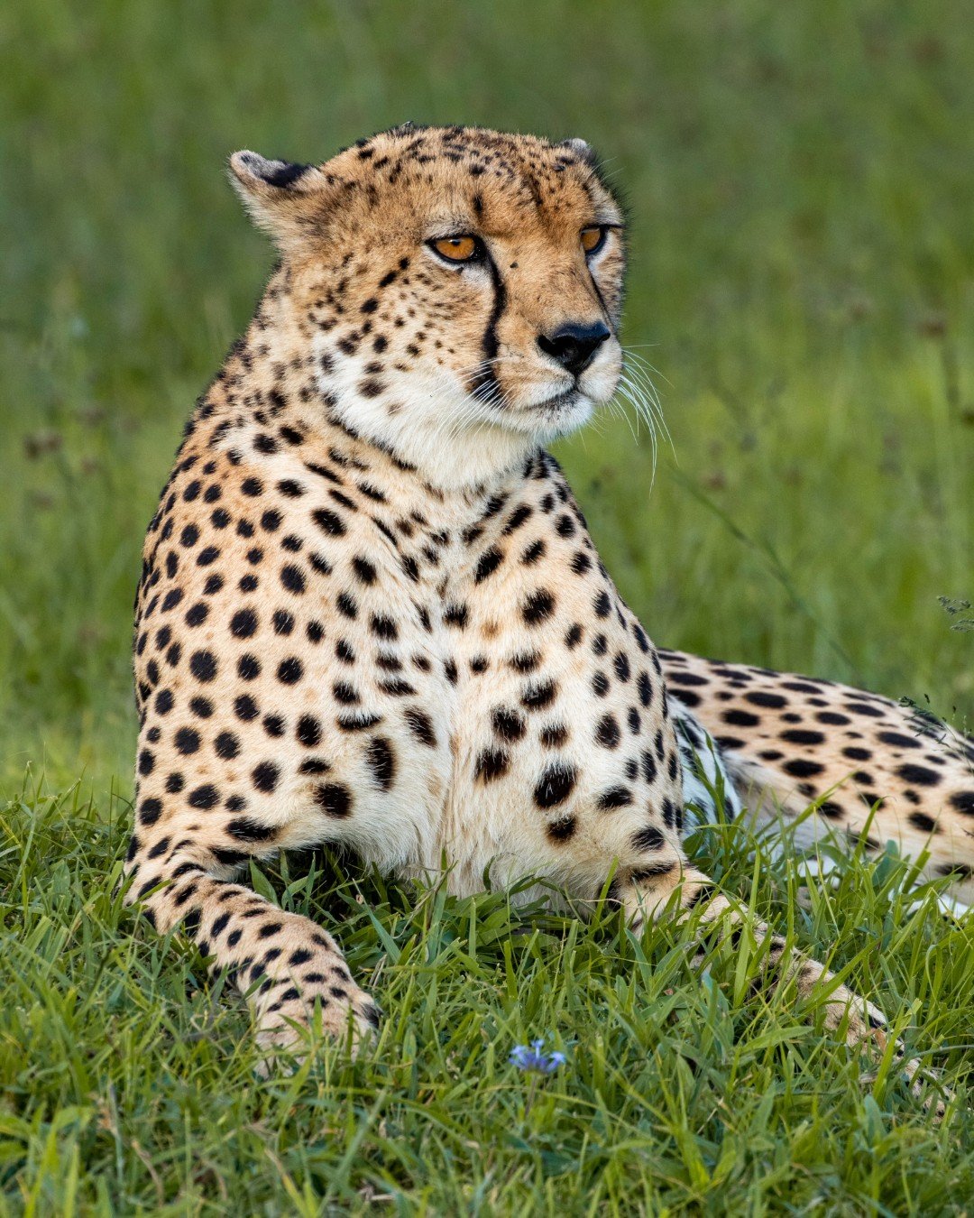 Cheetah populations across Africa have plummeted an estimated 90% over the last century. On Ol Pejeta, they've certainly had their own struggles, but they're coming back and the landscape here is now home to between 10-15 individuals. They are seen b
