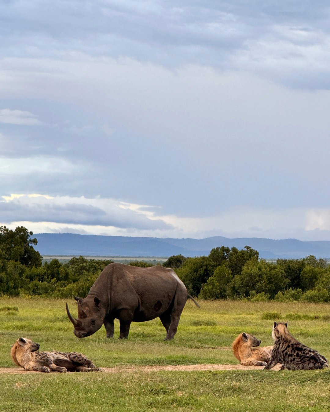 We love so much about Ol Pejeta, but one thing that strikes us everytime we go out is the sheer density and diversity of wildlife. 

Here, seeing a black rhino ambling behind a clan of hyenas doesn't really surprise us that much. But then we catch ou