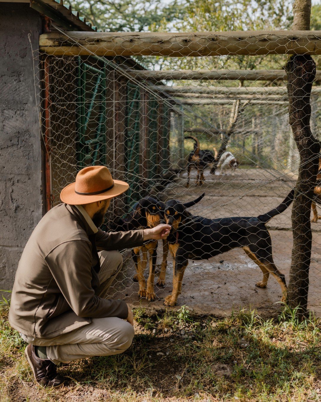 Drum, Diego, Sarah and Sugar. IYKYK 🐶 

From a single footstep, Ol Pejeta's bloodhounds can track the scent of a poacher for up to 12 hours, covering 20&ndash;30 kilometres across grassland, thick bush and wetland. 

Drum is a Springer Spaniel &mdas