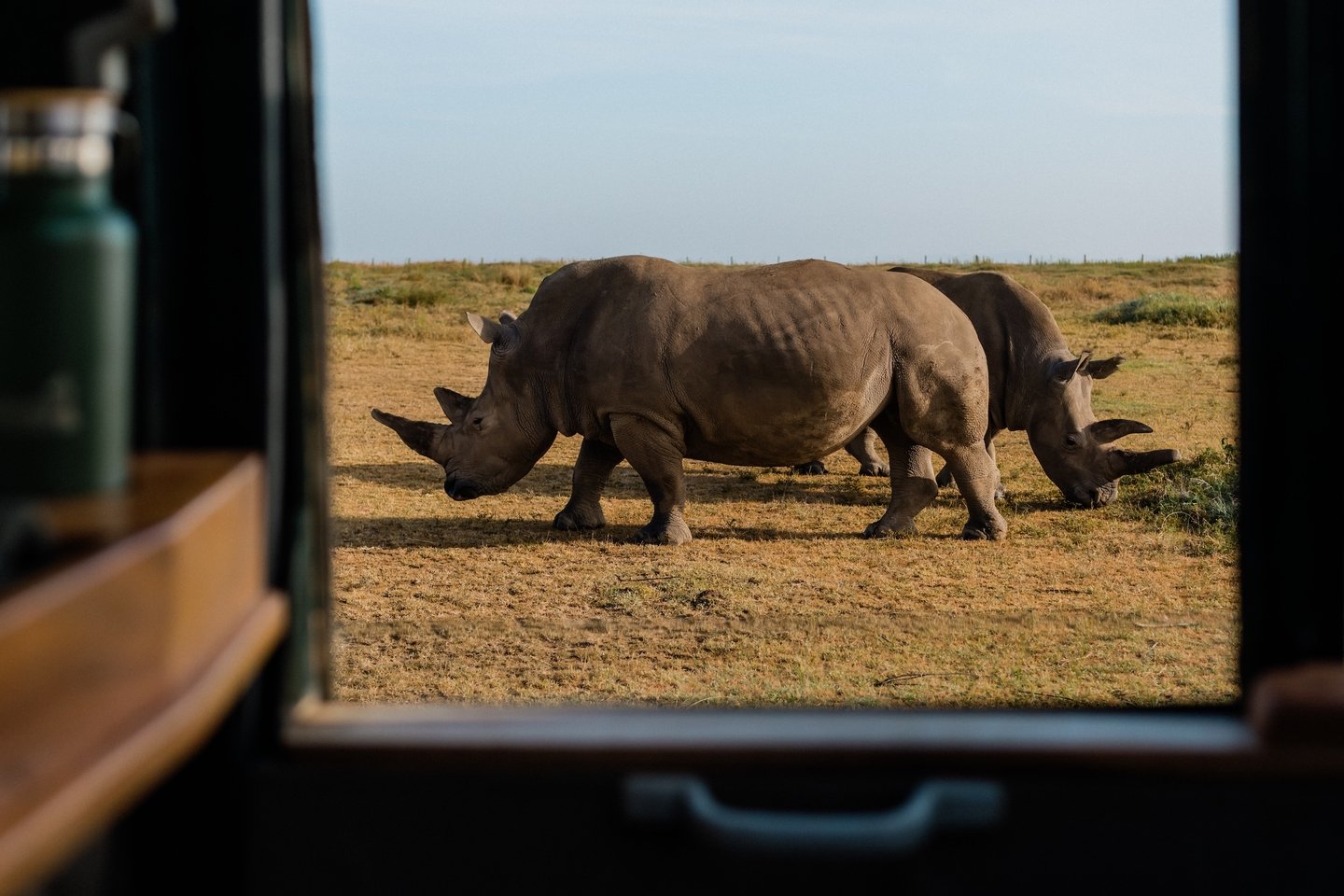 Endangered Species Day 🙏 

On Ol Pejeta we don't need a calendar date to think about endangered species &mdash; they're what we wake up next to every morning. But today we absolutely do want to celebrate the conservancy itself and how it&rsquo;s bec