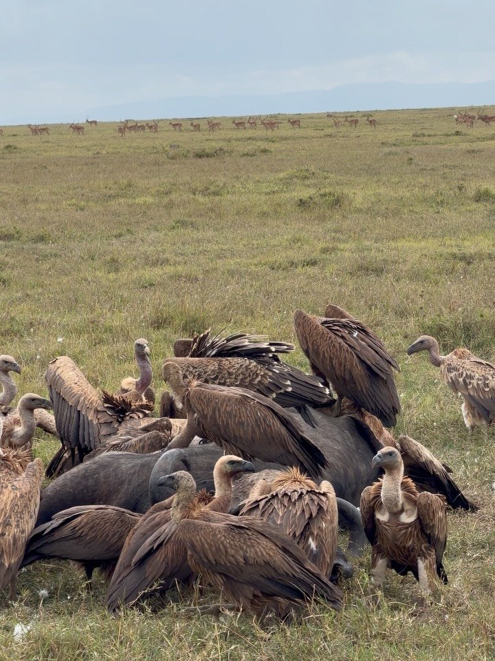 Amongst others, Ol Pejeta is home to the Big Five including 171 black rhinos, the last two Northern White Rhinos left on our planet, reticulated giraffe, hippos, cheetahs and over 300 species of birds. 

This kind of biodiversity doesn&rsquo;t happen