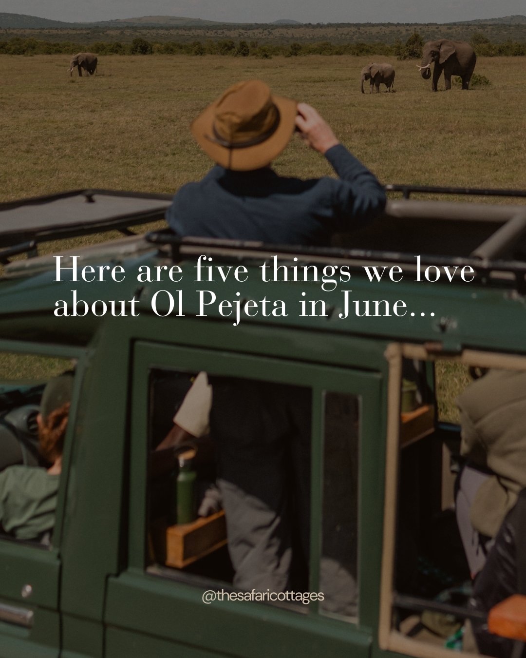 Here comes June! We love it! That lovely little pause between low season and high season 🦁 Dry skies, perfect temperatures, and improved wildlife visibility on the plains means you're having a peak season experience without the crowds and prices. 

