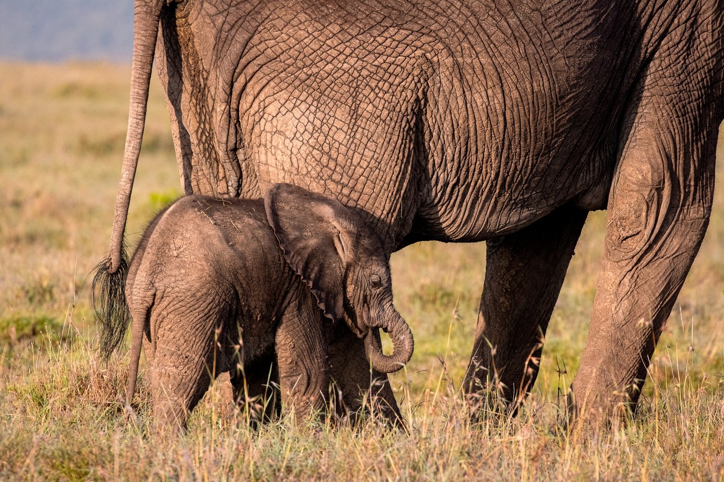 Good luck trying to convince us that there is anything cuter than a baby elephant 🐘 

(There isn't.)

.
#BabyElephant #OlPejeta #TheSafariCottages #PrivateSafari #Laikipia