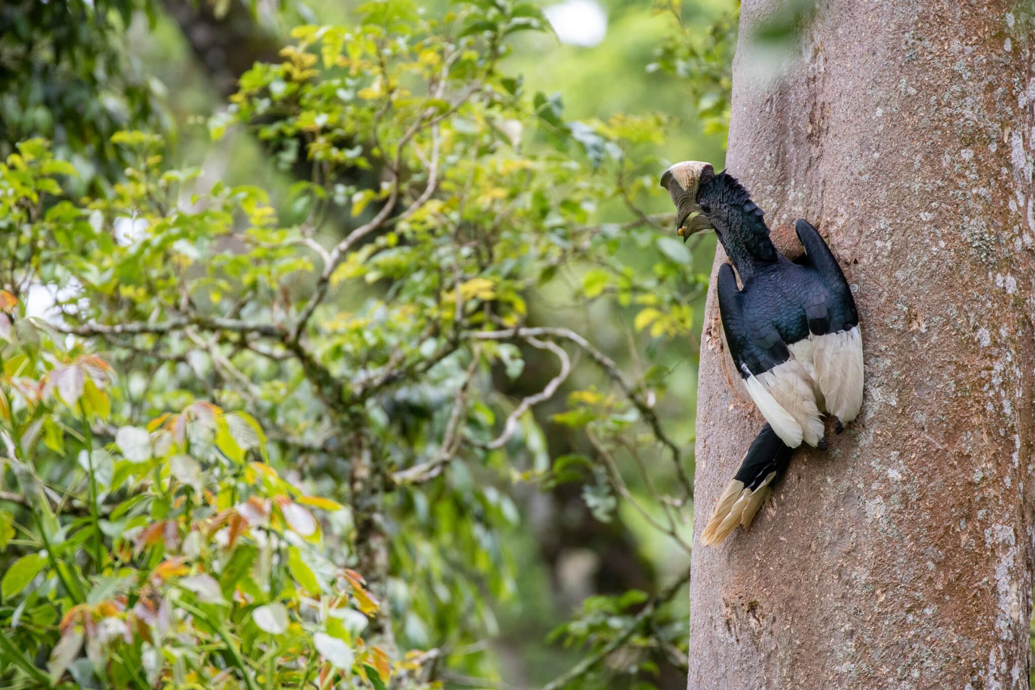 What to Expect on a Day Trip to the Aberdares: Cloud Forests, Waterfalls &amp; High-Altitude Wildlife