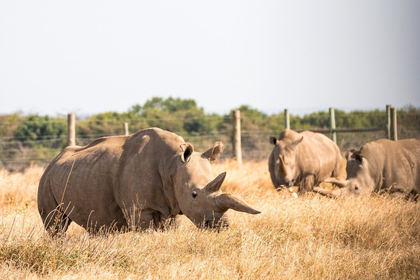 Beyond Safari: Ol Pejeta's Most Popular Conservation Experiences