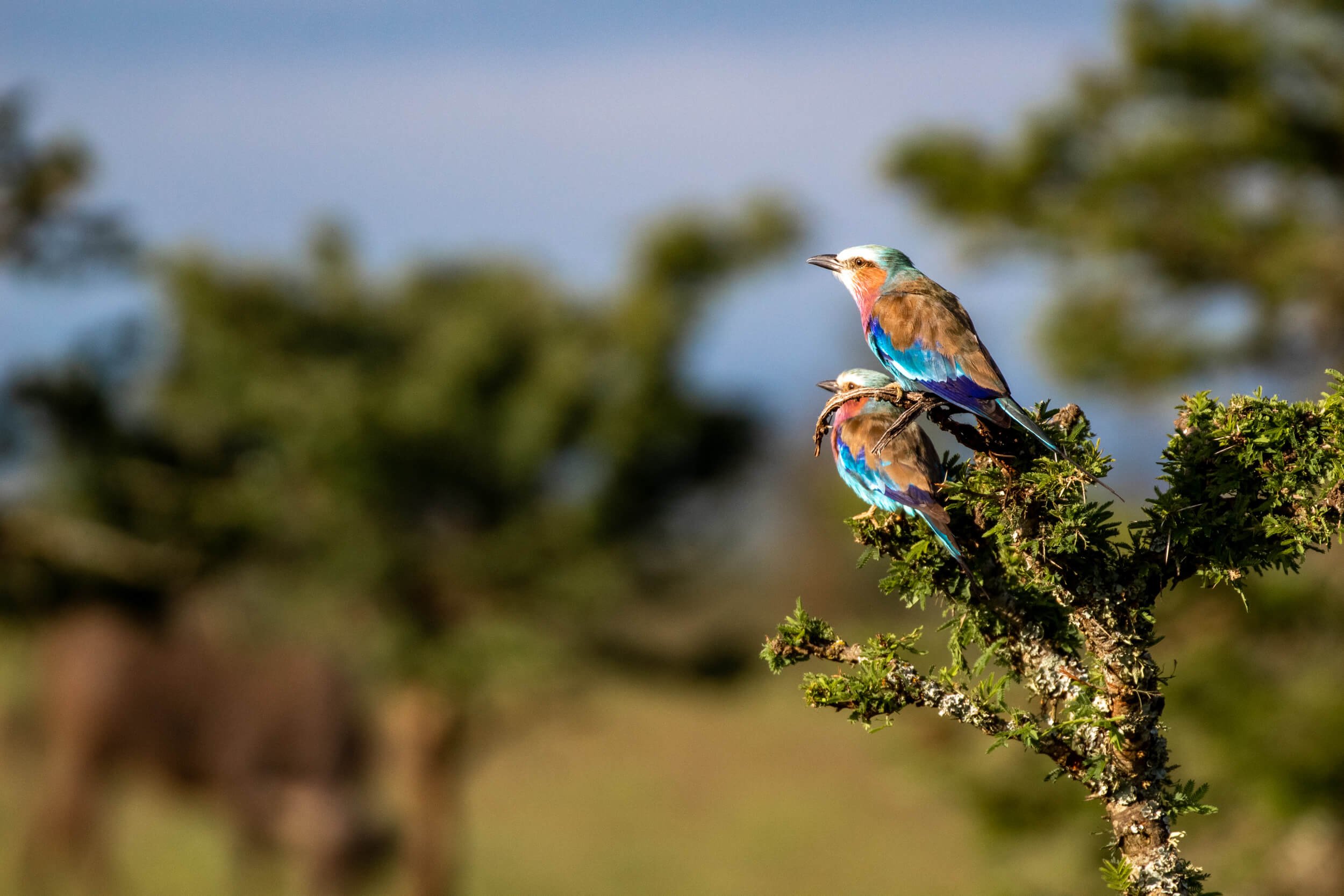 Birding in November in Kenya